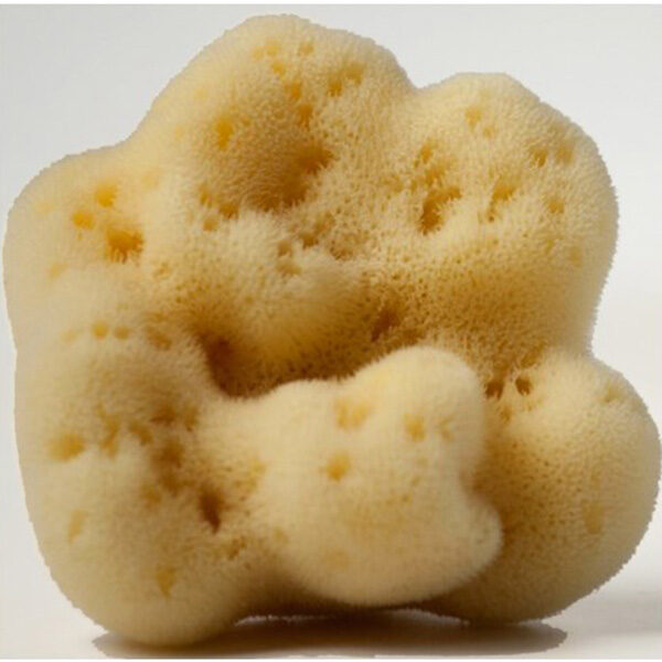 Σπόγγος Θαλάσσης Φίνο Νο 11